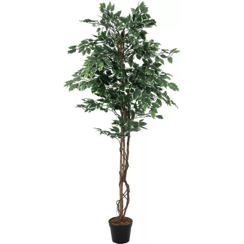 EUROPALMS Ficus benjamina argento pianta artificiale, 180 cm 82506116