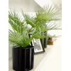 EUROPALMS Palma da ventaglio artificiale in vaso, 55 cm 82509401