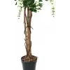 EUROPALMS Pianta artificiale Goldregen, bianco, 150 cm (82507105)