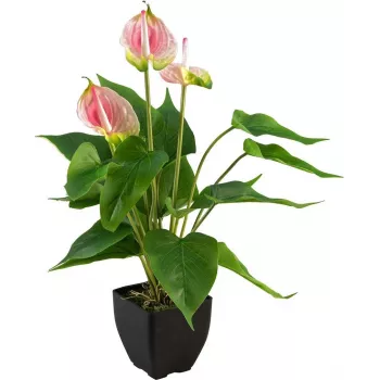 EUROPALMS anthurium artificiale, bianco-rosa 82540348