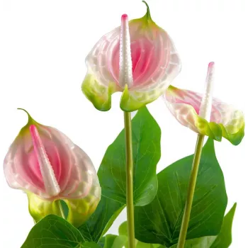 EUROPALMS anthurium artificiale, bianco-rosa 82540348