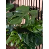 EUROPALMS Pianta artificiale Monstera deliciosa, 90 cm 82600220