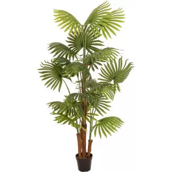EUROPALMS Palma da ventaglio artificiale, 165 cm 82509305