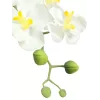 EUROPALMS Composizione di orchidee artificiali 1, in vaso, bianco-rosa, 60 cm 82530346