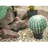 EUROPALMS cactus a palla artificiale, 34 cm 82600063