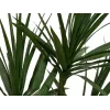 EUROPALMS Pianta artificiale Dracena, verde, 170 cm 82505799