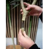 EUROPALMS Pianta artificiale Dracena, verde, 170 cm 82505799