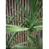 EUROPALMS Pianta artificiale Dracena, verde, 170 cm 82505799