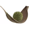 EUROPALMS Sfera di succulente (EVA), pianta artificiale, verde, 20 cm 82531071