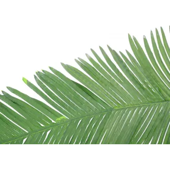 EUROPALMS Fronda di palma regale cocco artificiale, 180 cm 82509847