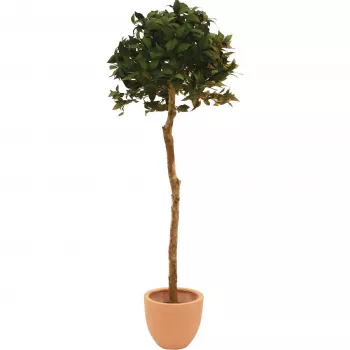 EUROPALMS Albero sferico di alloro artificiale, 180 cm 82506946