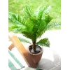 EUROPALMS Pianta artificiale palma Cycas, 70 cm 82509604