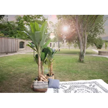EUROPALMS banano artificiale, 210 cm 82509507