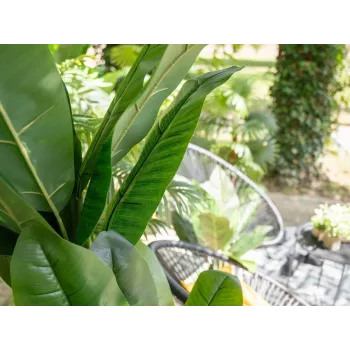 EUROPALMS banano artificiale, 210 cm 82509507