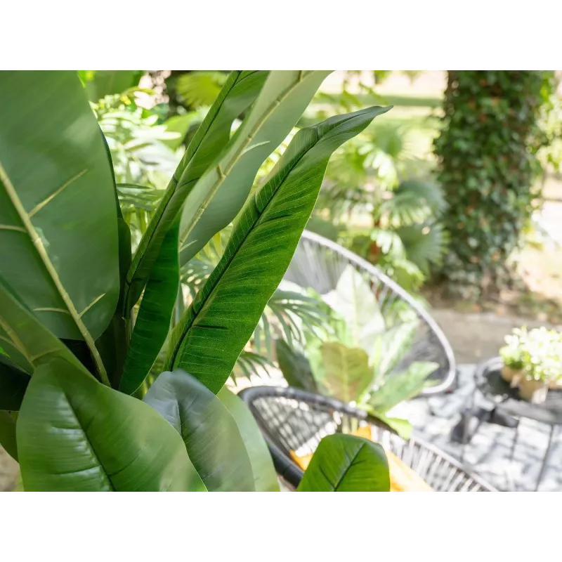 EUROPALMS banano artificiale, 210 cm 82509507