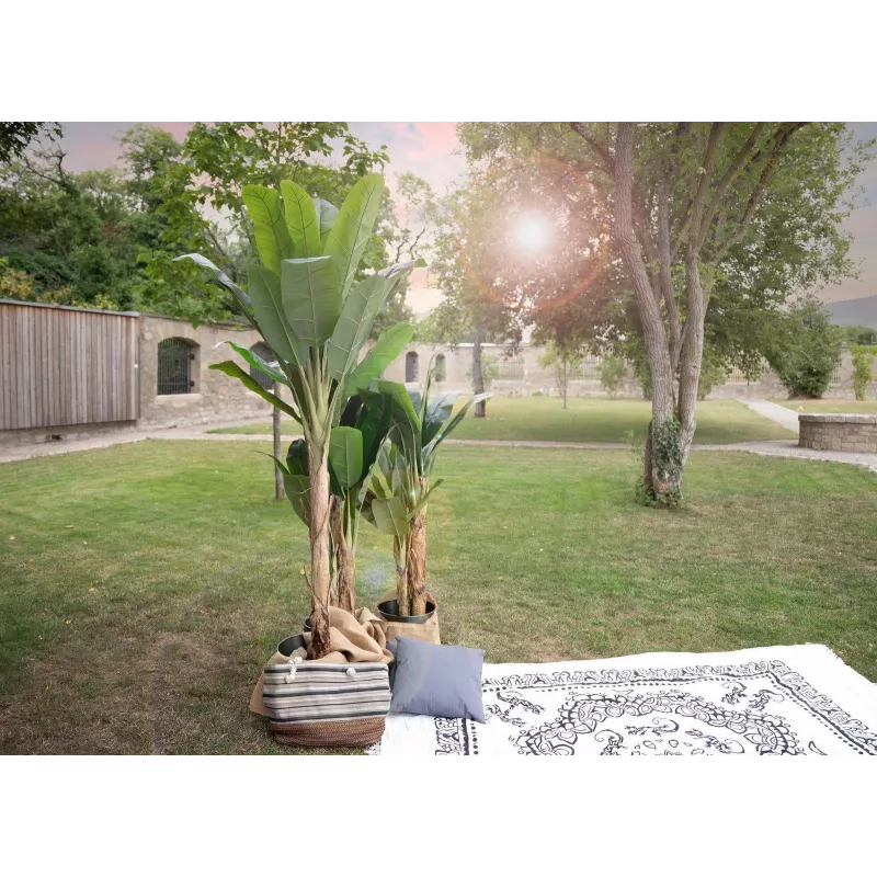EUROPALMS banano artificiale, 210 cm 82509507