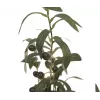 EUROPALMS Olivo artificiale, 68 cm, foglie verdi, vaso nero 82506421