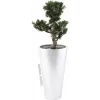 EUROPALMS Bonsai Podocarpus pianta artificiale, 80 cm 82600116
