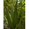 EUROPALMS Aloe (EVA), artificiale, verde, 50 cm (82530570)
