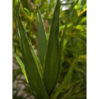 EUROPALMS Aloe (EVA), artificiale, verde, 50 cm (82530570)