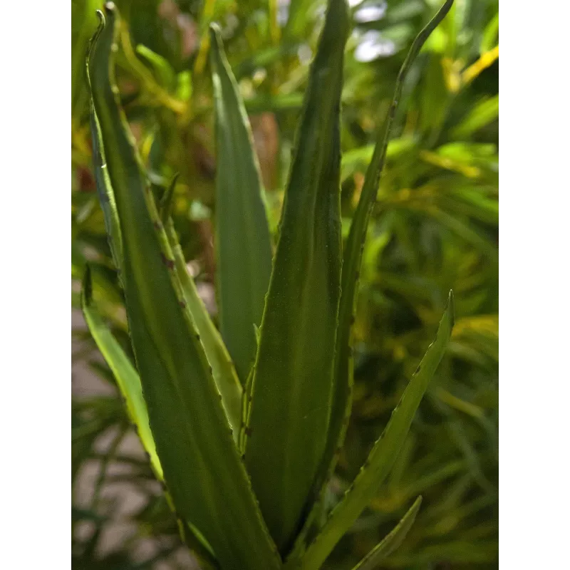EUROPALMS Aloe (EVA), artificiale, verde, 50 cm (82530570)