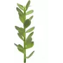EUROPALMS Pianta artificiale germoglio albero della fortuna, 30 cm 82809010