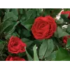 EUROPALMS Camelia rossa con vaso, pianta artificiale, 180 cm 82507226