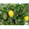 EUROPALMS albero di limone artificiale, 150cm 82507815