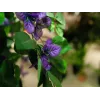 EUROPALMS pianta artificiale bougainvillea lavanda 180cm 82507036