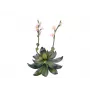 EUROPALMS Stone Rose (EVA) pianta artificiale, rosa, 32 cm 82530572