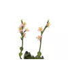 EUROPALMS Stone Rose (EVA) pianta artificiale, rosa, 32 cm 82530572