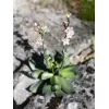 EUROPALMS Stone Rose (EVA) pianta artificiale, rosa, 32 cm 82530572