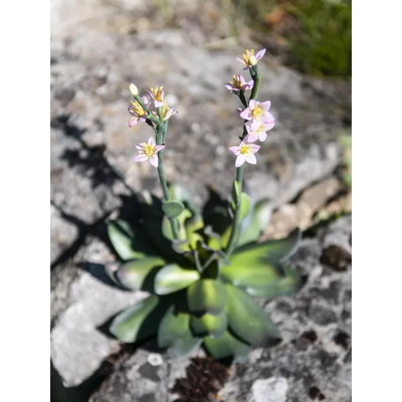 EUROPALMS Stone Rose (EVA) pianta artificiale, rosa, 32 cm 82530572