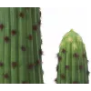 EUROPALMS cactus messicano pianta artificiale, verde, 117 cm 82801071