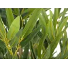 EUROPALMS Bambus deluxe, pianta artificiale, 180 cm (82509167) - pianta di bambù artificiale