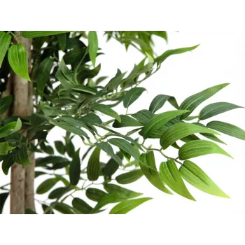 EUROPALMS Ficus Longifolia pianta artificiale, 165 cm 82506350