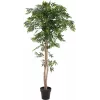 EUROPALMS Ficus Longifolia pianta artificiale, 165 cm 82506350