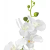 EUROPALMS orchidea pianta artificiale, bianca, 80 cm (82530362)