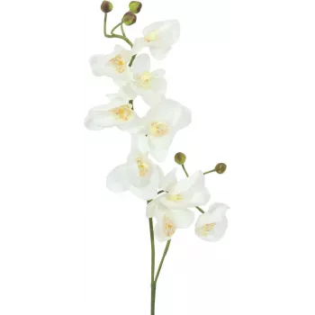 EUROPALMS ramo di orchidea artificiale, crema-bianco, 100 cm (82530323)
