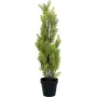 EUROPALMS Cipresso di Leyland pianta artificiale, 60 cm 82606959