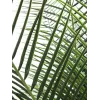 EUROPALMS Phoenix Palm Deluxe Pianta artificiale 220 cm 82509722