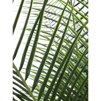 EUROPALMS Phoenix Palm Deluxe Pianta artificiale 220 cm 82509722
