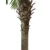 EUROPALMS Phoenix Palm Luxor pianta artificiale, 210cm 82510721