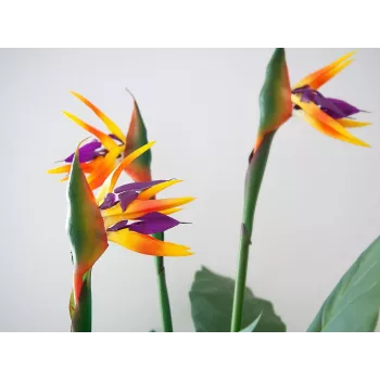 EUROPALMS pianta artificiale Strelitzia, 90 cm 82540502