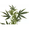 EUROPALMS Ramo di canapa artificiale, 90cm, verde 82506699