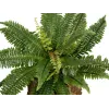 EUROPALMS Boston Felce pianta artificiale, 53cm, verde 82519934