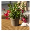 STEFANPLAST Ethica Vaso per piante con sottovaso Ø20x19cm marrone