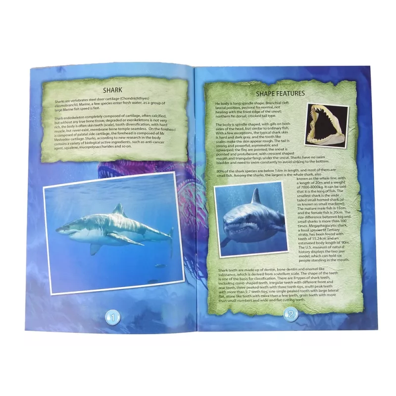 LEAN TOYS Ammonite Squalo kit di scavo educativo