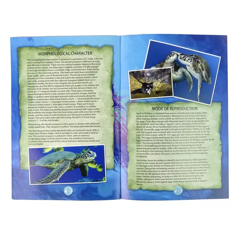 LEAN TOYS Ammonite Tartaruga kit di scavo educativo
