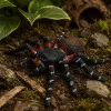 LEAN TOYS Spider Tarantula Figura in gomma estensibile realistica nera 10 cm